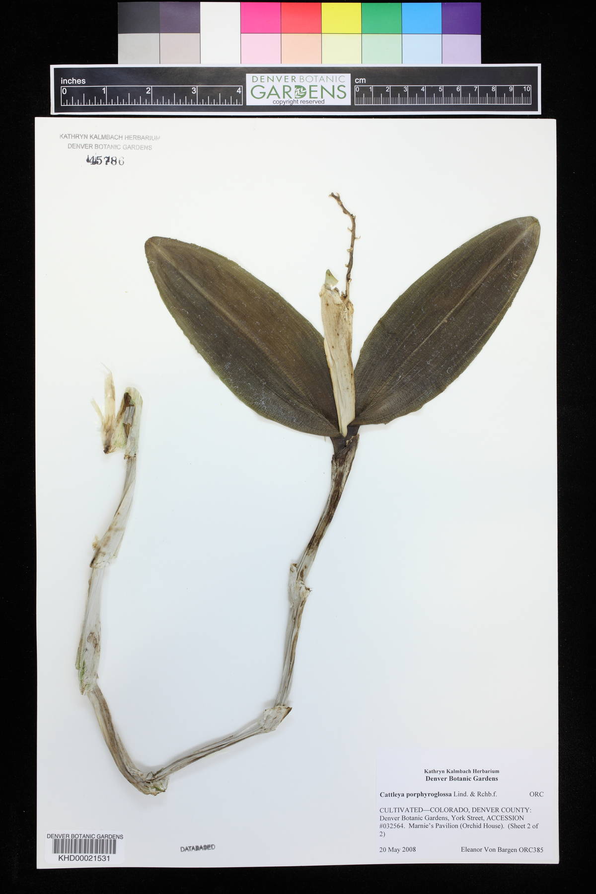 Cattleya porphyroglossa image