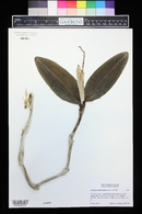 Image of Cattleya porphyroglossa