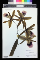 Cattleya tenebrosa image