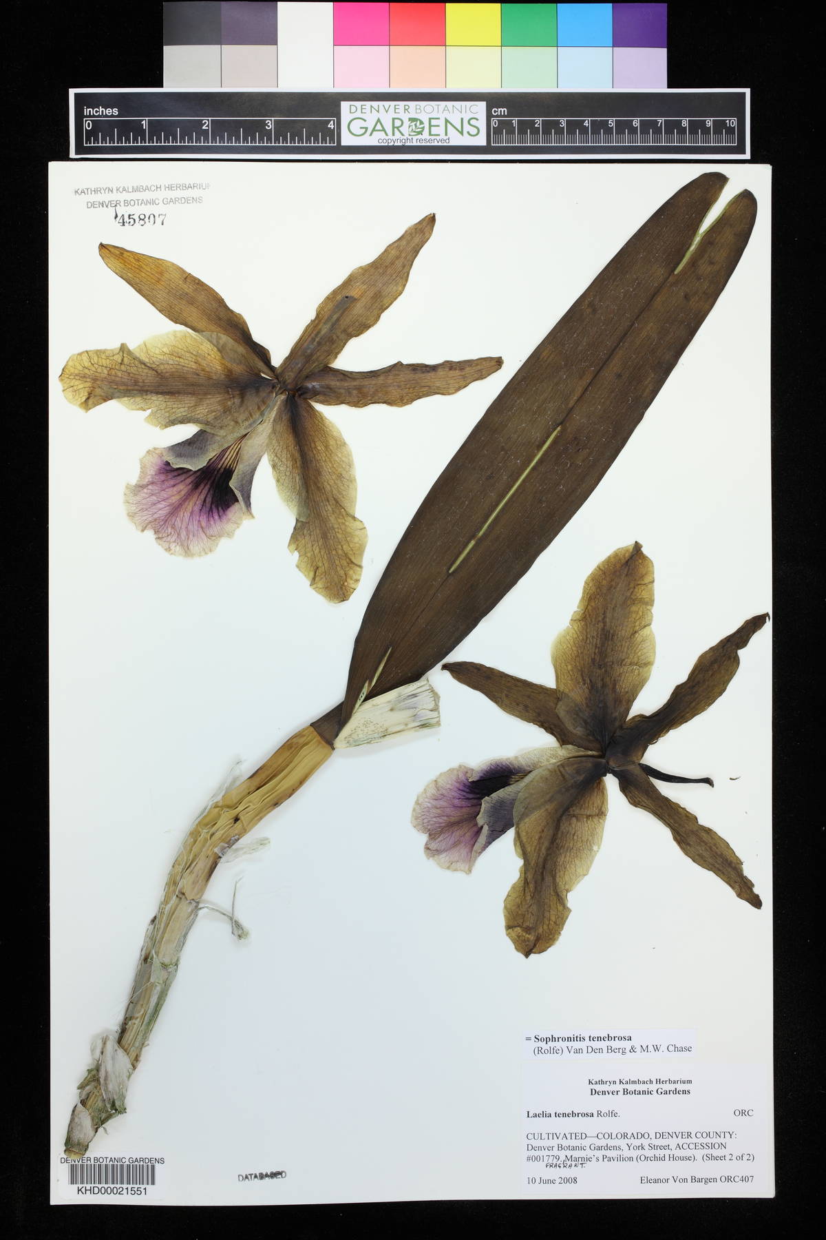 Cattleya tenebrosa image