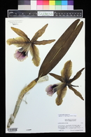 Image of Cattleya tenebrosa