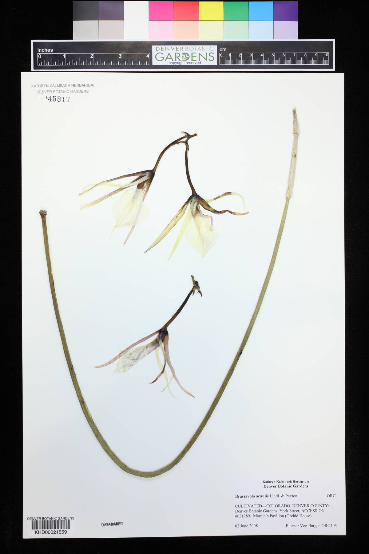 Brassavola acaulis image