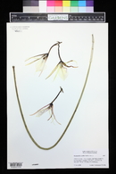 Brassavola acaulis image