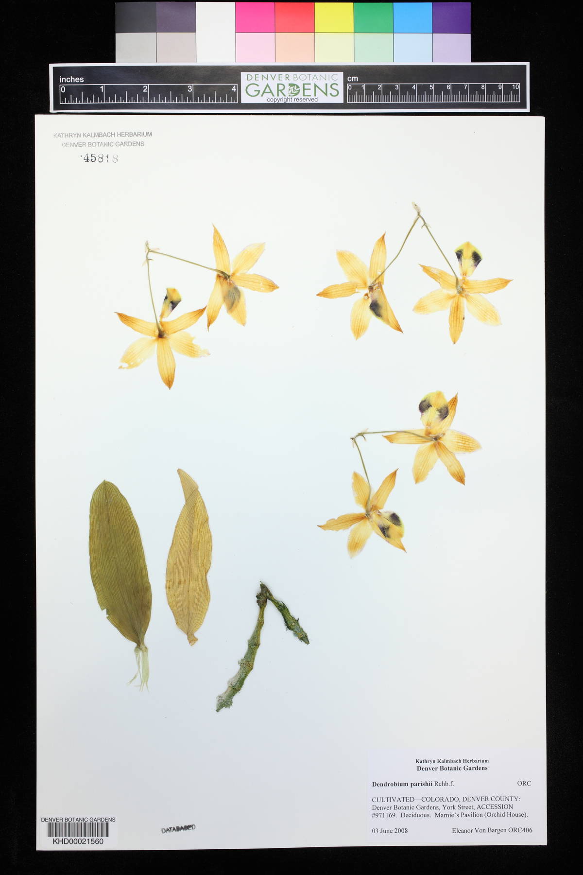 Dendrobium parishii image