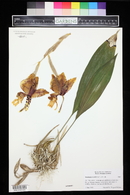 Stanhopea wardii image