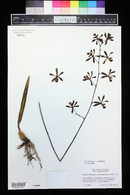 Encyclia alata image