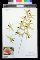 Coelogyne asperata image