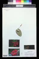 Acianthera prolifera image