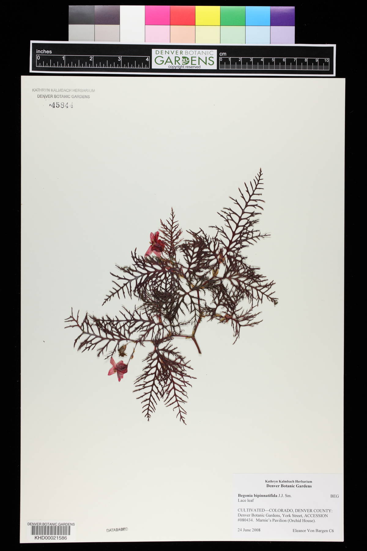 Begonia bipinnatifida image