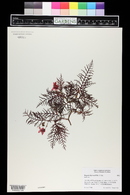 Image of Begonia bipinnatifida