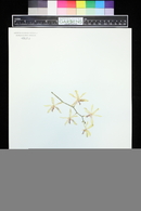 Phalaenopsis fimbriata image