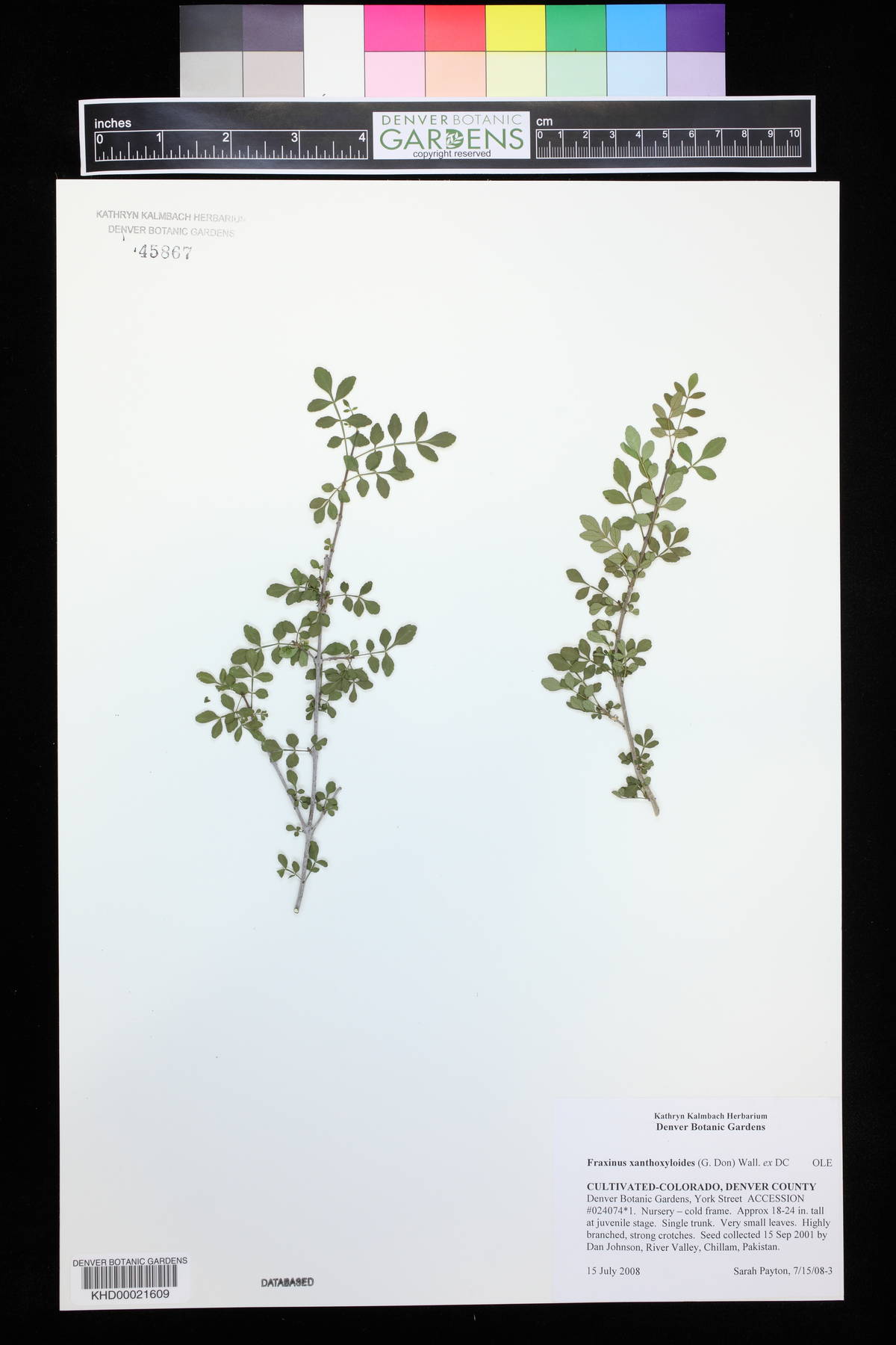 Fraxinus xanthoxyloides image