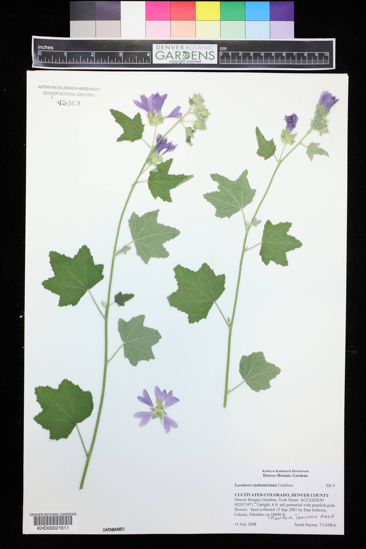 Lavatera cachemiriana image