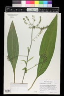 Lindelofia longiflora image