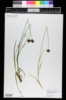 Carex ebenea image