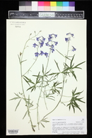 Delphinium ramosum image