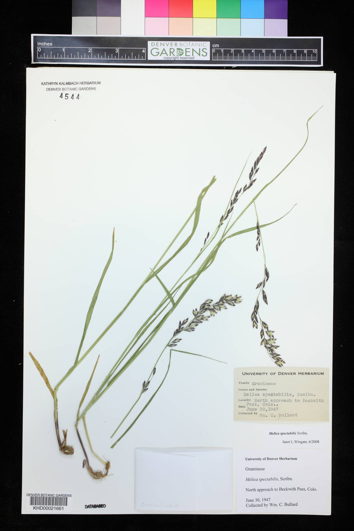 Melica spectabilis image