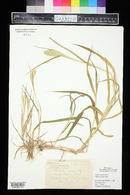 Phalaris minor image