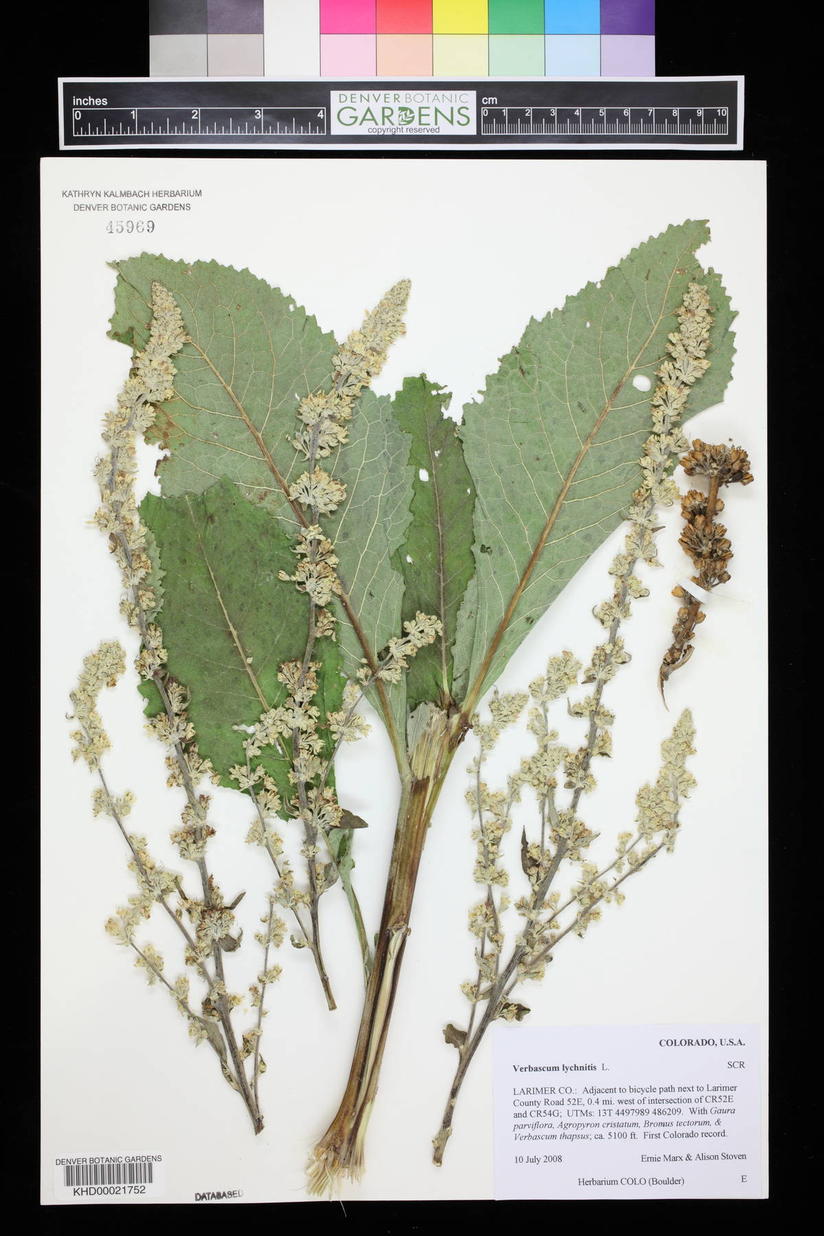 Verbascum lychnitis image