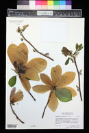 Magnolia soulangeana image