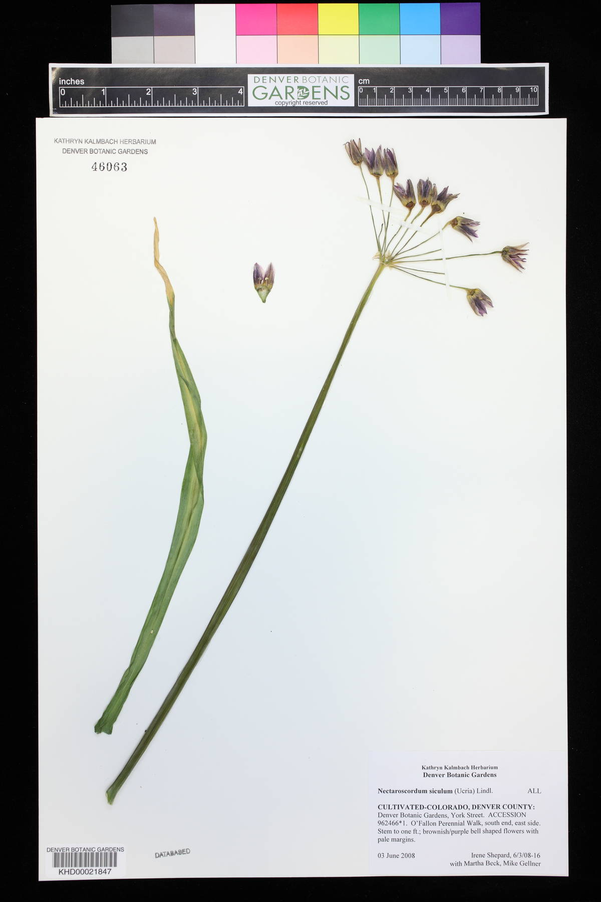 Allium siculum image