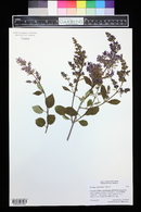 Syringa x prestoniae image