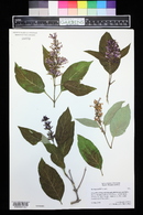 Syringa wolfii image