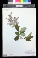 Syringa josikaea image