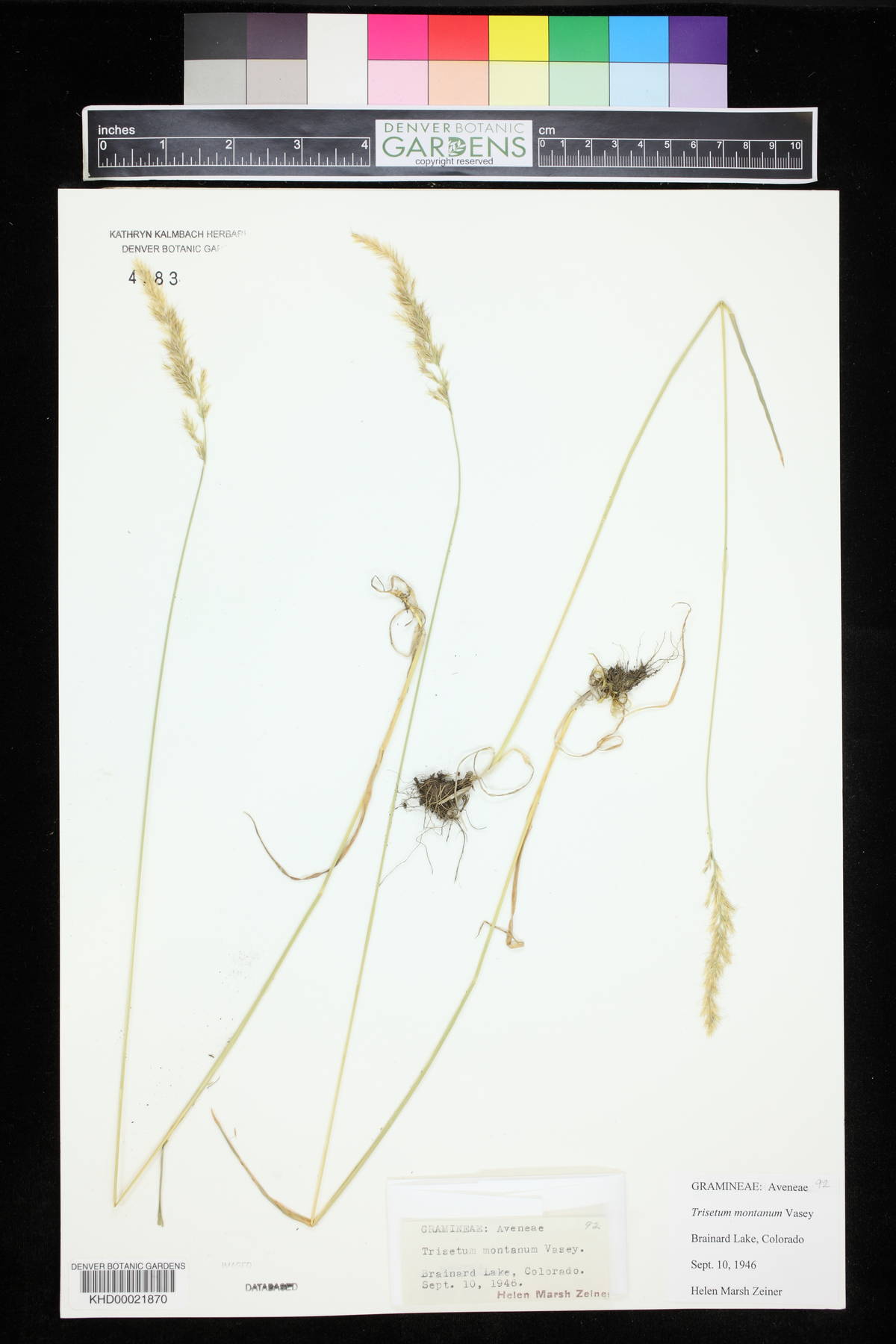 Trisetum montanum image