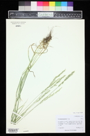 Trisetum spicatum image