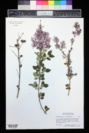 Syringa pubescens image