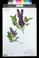 Syringa vulgaris image