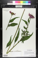 Echinacea purpurea image