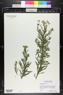 Achillea decolorans image