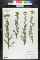 Achillea abrotanoides image