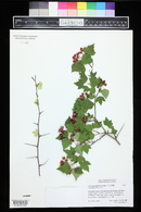 Crataegus phaenopyrum image