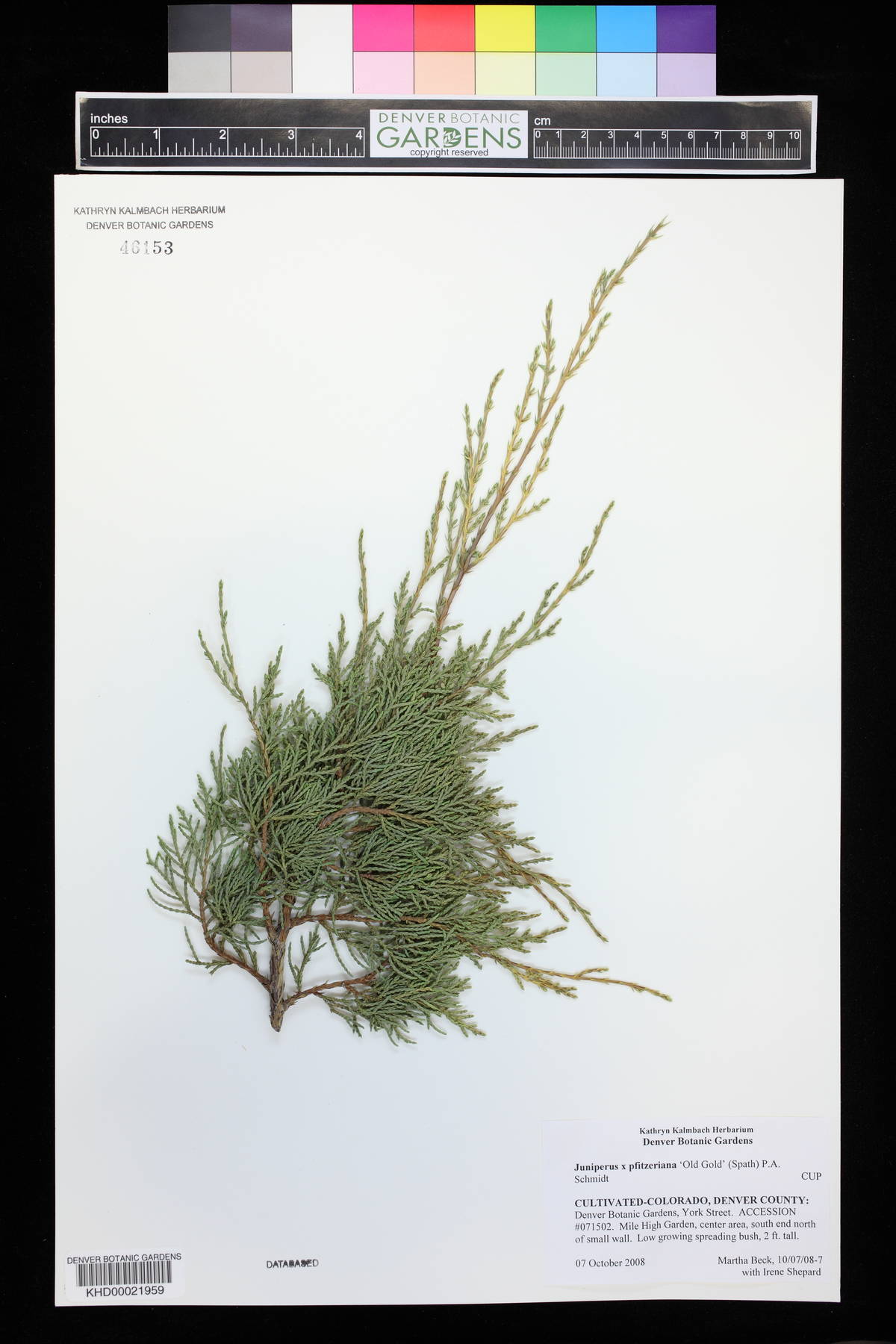 Juniperus x pfitzeriana image