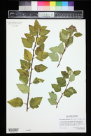 Physocarpus opulifolius image