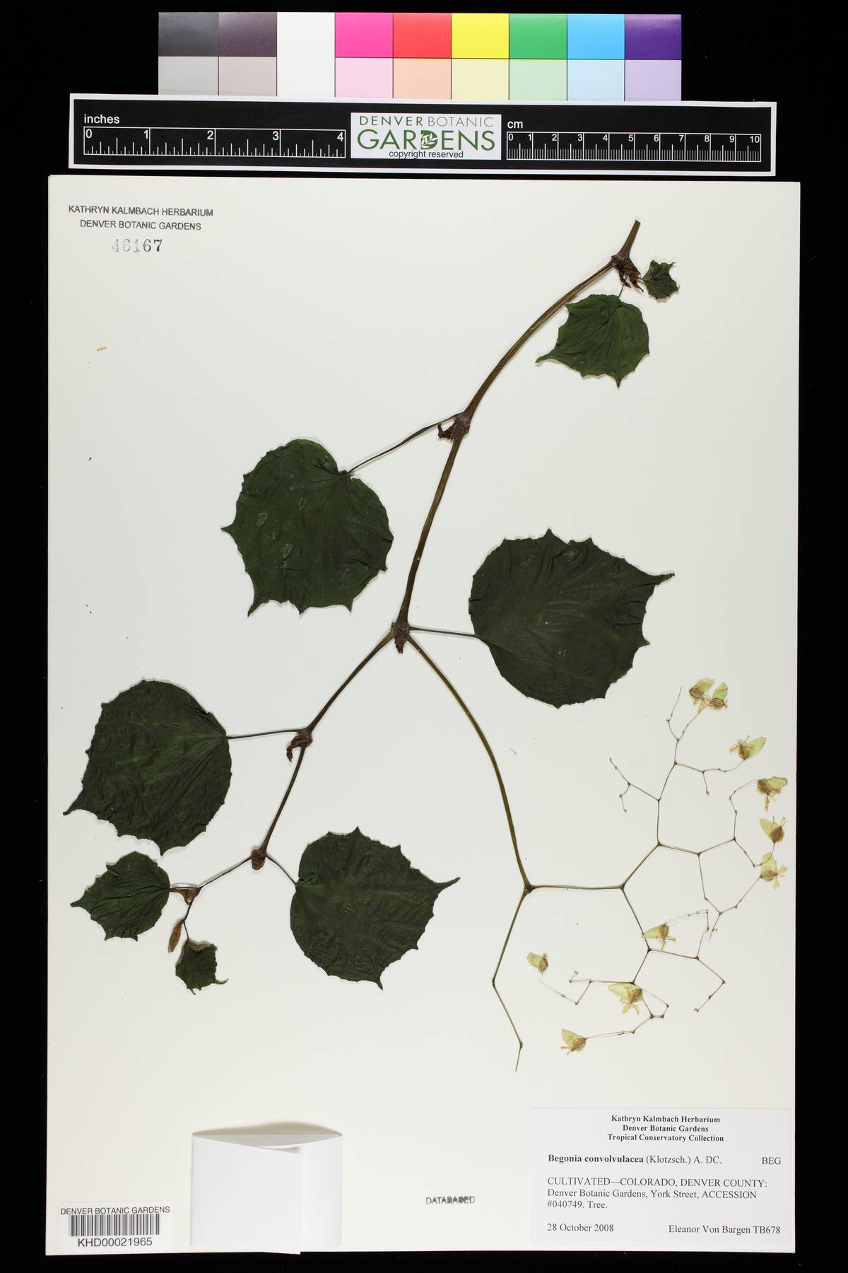 Begonia convolvulacea image