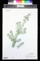 Westringia fruticosa image