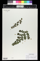 Begonia foliosa image