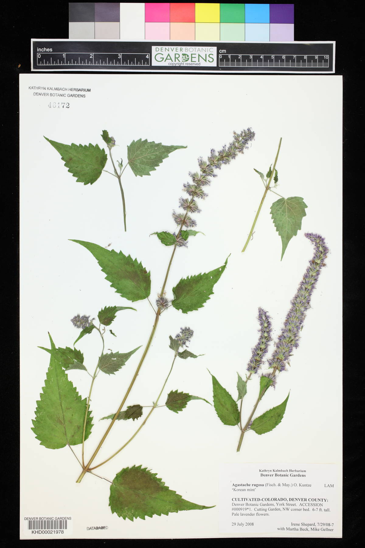 Agastache rugosa image