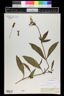 Silene latifolia image