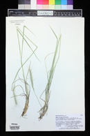 Elymus glaucus image