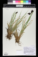 Carex chalciolepis image