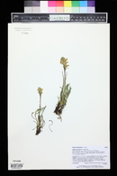 Pedicularis parryi image