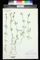 Galium spurium image