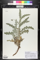 Cirsium neomexicanum image