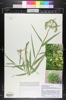 Asclepias asperula image