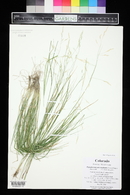 Piptatheropsis micrantha image